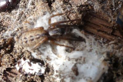<i>Segestria bavarica</i>
