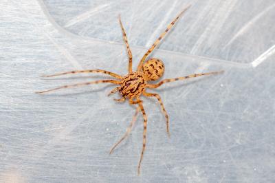 <i>Scytodes thoracica</i>