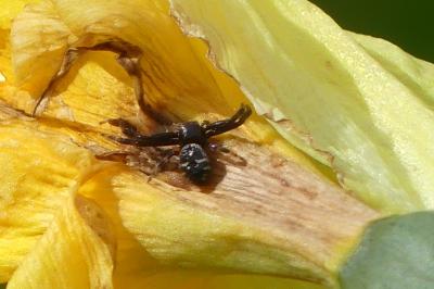 <i>Synema globosum</i>