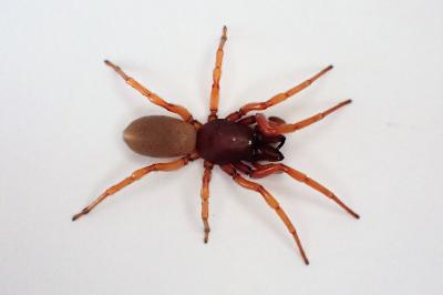 <i>Dysdera crocata</i>