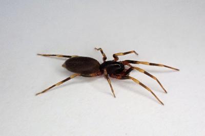 <i>Harpactea hombergi</i>