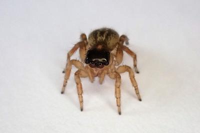 <i>Saitis barbipes</i>
