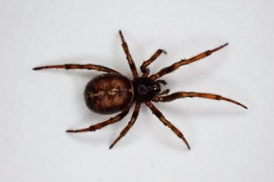<i>Steatoda bipunctata</i>