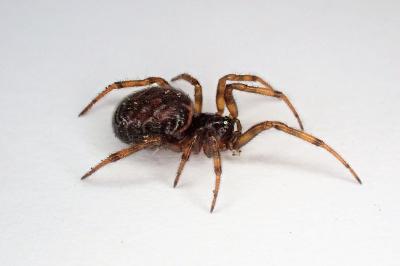 <i>Steatoda bipunctata</i>