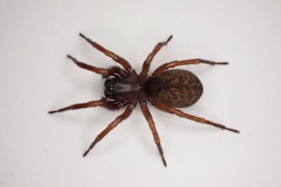 <i>Coelotes atropos</i>