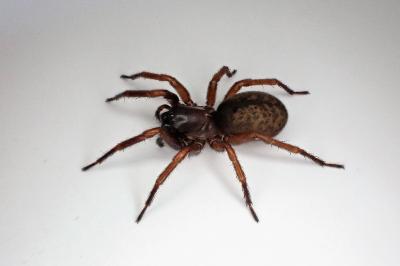 <i>Coelotes atropos</i>