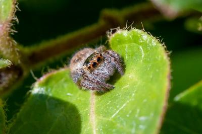 <i>Carrhotus xanthogramma</i>
