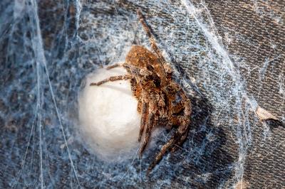<i>Zoropsis spinimana</i>