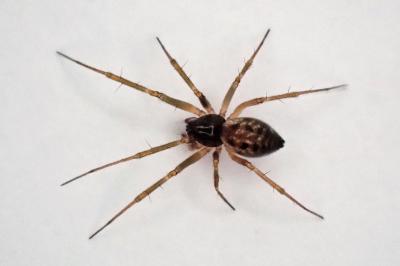 <i>Tenuiphantes tenuis</i>