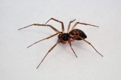 <i>Tenuiphantes tenuis</i>