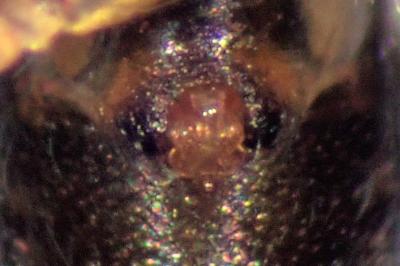 <i>Tenuiphantes tenuis</i>