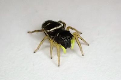 <i>Heliophanus cupreus</i>