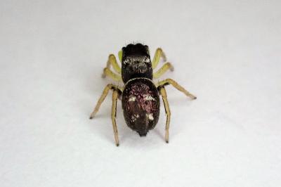 <i>Heliophanus cupreus</i>