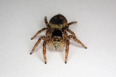 <i>Carrhotus xanthogramma</i>