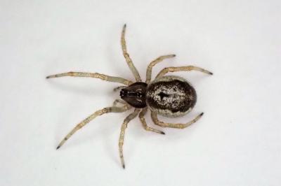 <i>Zygiella x-notata</i>