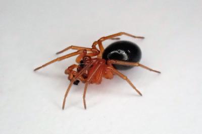 <i>Hypomma fulvum</i>