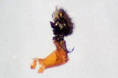 <i>Hypomma fulvum</i>