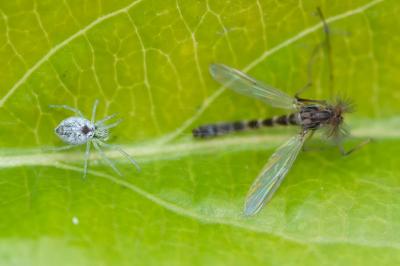 <i>Nigma puella</i>