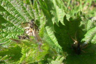 <i>Xysticus</i>