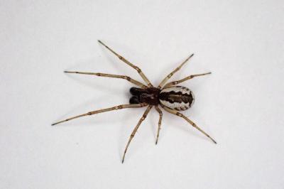 <i>Frontinellina frutetorum</i>