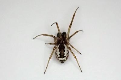 <i>Frontinellina frutetorum</i>