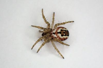 <i>Mangora acalypha</i>