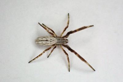 <i>Uloborus walckenaerius</i>