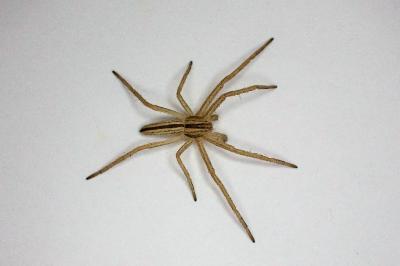 <i>Tibellus</i>
