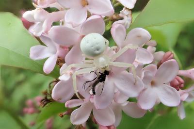 <i>Misumena vatia</i>