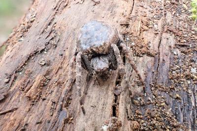 <i>Nuctenea umbratica</i>
