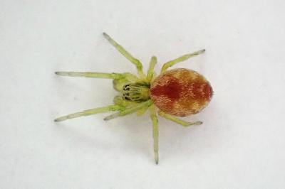 <i>Nigma puella</i>