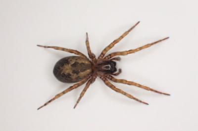<i>Amaurobius similis</i>