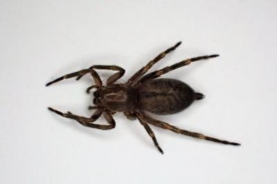 <i>Clubiona corticalis</i>