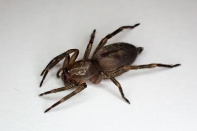 <i>Clubiona corticalis</i>
