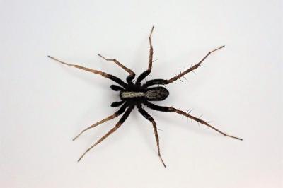 <i>Pardosa saltans</i>