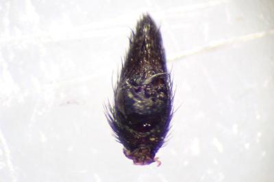 <i>Pardosa saltans</i>
