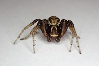 <i>Xysticus cristatus</i>