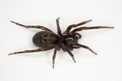 <i>Amaurobius ferox</i>