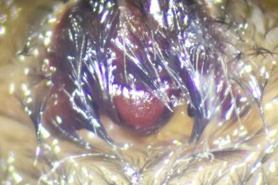 <i>Amaurobius ferox</i>