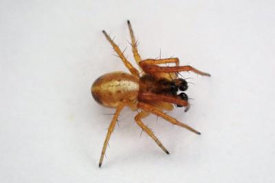 <i>Hypsosinga pygmaea</i>