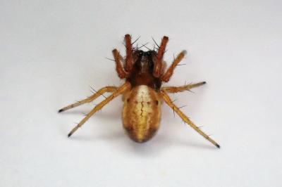 <i>Hypsosinga pygmaea</i>