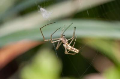 <i>Tetragnatha</i>