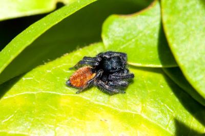 <i>Carrhotus xanthogramma</i>