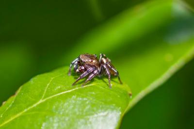 <i>Heliophanus tribulosus</i>