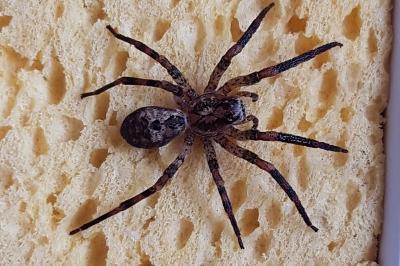 <i>Zoropsis spinimana</i>