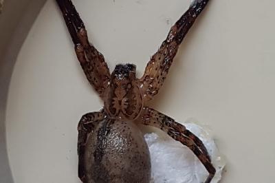 <i>Zoropsis spinimana</i>