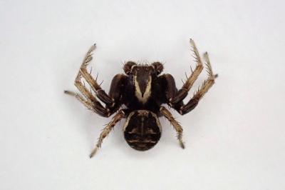 <i>Xysticus cristatus</i>