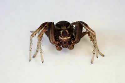 <i>Xysticus cristatus</i>