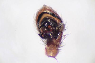 <i>Xysticus cristatus</i>