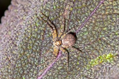 <i>Philodromus</i>